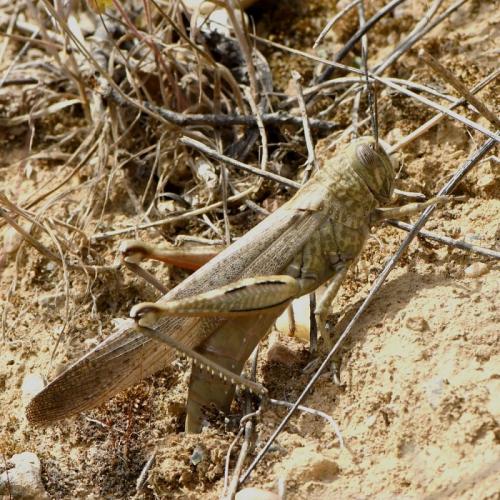Réf. 228 260 : Anacridium aegyptium
